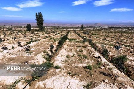 افراط درکاشت درخت اکالیپتوس درخوزستان/گونه های بومی در حال نابودی - خبرگزاری مهر | اخبار ایران و جهان