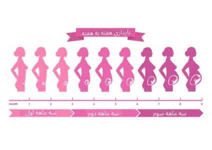 در ماه سوم بارداری چه تغییراتی در شکم مادر رخ میدهد؟