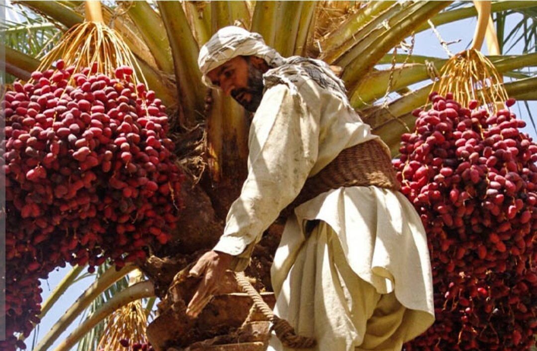 عبور میزان برداشت خرما از مرز ۵۰ تن - خبرگزاری وبگردی | اخبار ایران و جهان