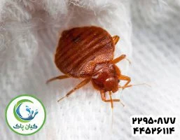 ساس تختخوابی ؛ مهمان ناخواسته ای که خواب را از چشمانتان می ربایند