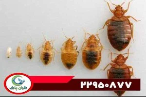 ساس تختخوابی ؛ مهمان ناخواسته ای که خواب را از چشمانتان می ربایند