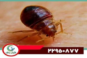 ساس تختخوابی ؛ مهمان ناخواسته ای که خواب را از چشمانتان می ربایند