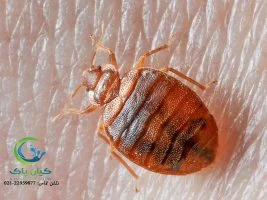 ساس تختخوابی ؛ مهمان ناخواسته ای که خواب را از چشمانتان می ربایند