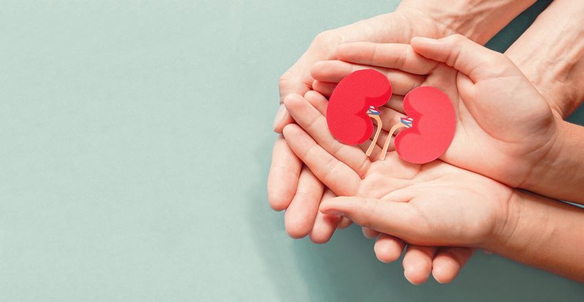 سنگ کلیه داروی گیاهی ایرانی سنگ کلیه بزرگ را پودر میکند